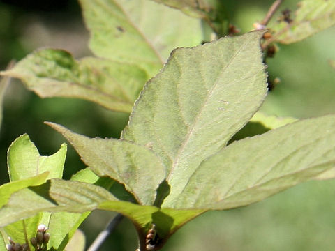 Callicarpa longifolia