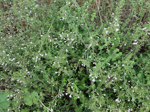 Calamintha nepeta