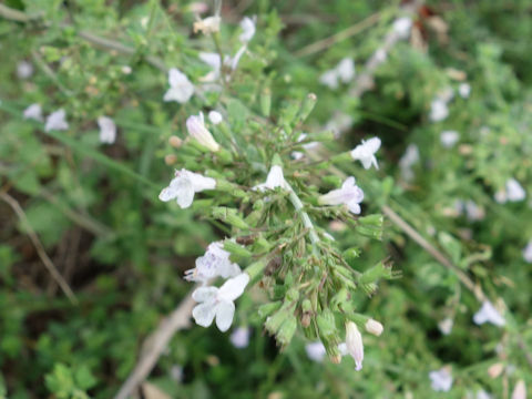 Calamintha nepeta