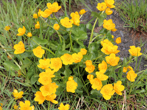 Caltha palustris