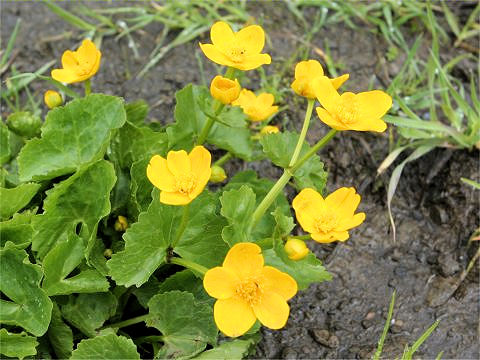 Caltha palustris