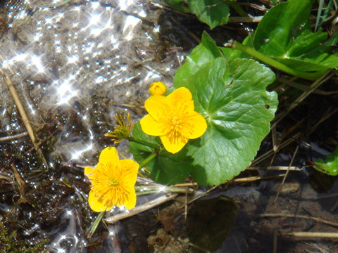 Caltha palustris