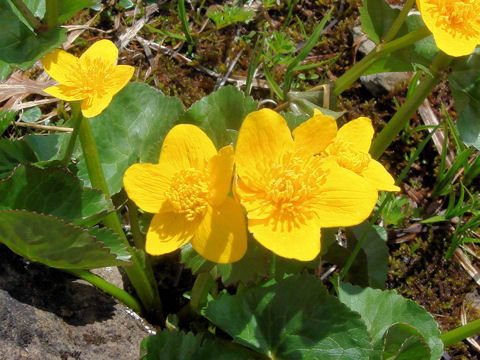 Caltha palustris