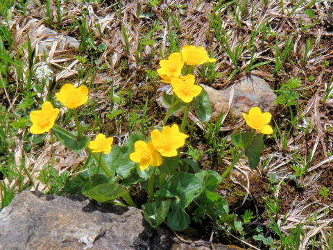 Caltha palustris