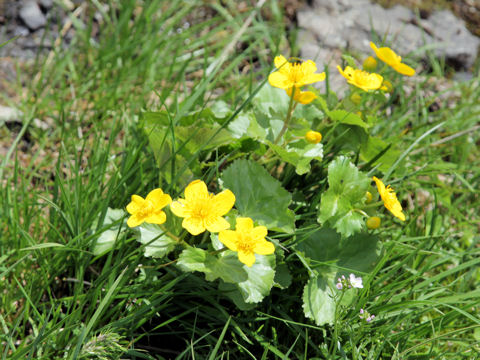 Caltha palustris