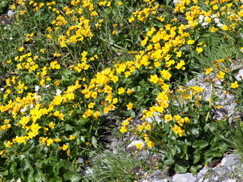 Caltha palustris