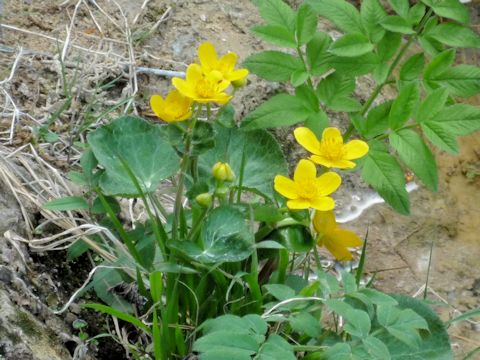 Caltha palustris