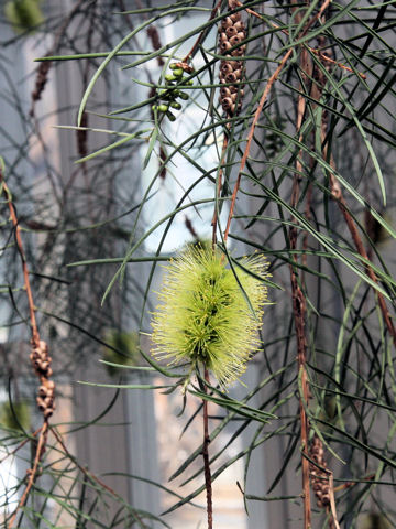 Callistemon pinifolius