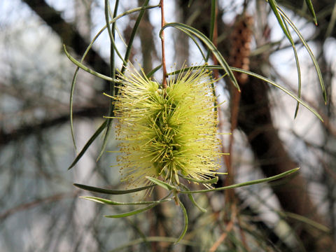 Callistemon pinifolius