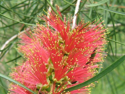 Callistemon pinifolius