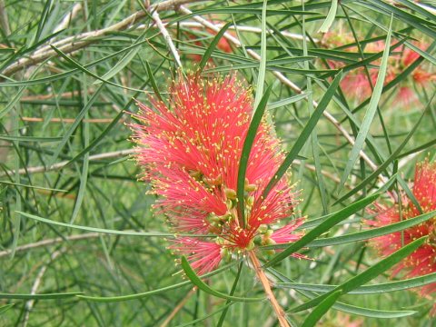 Callistemon pinifolius