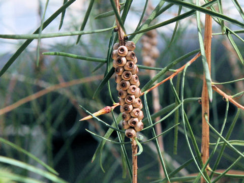 Callistemon pinifolius