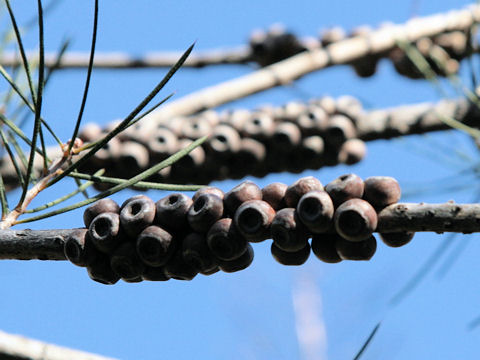 Callistemon pinifolius