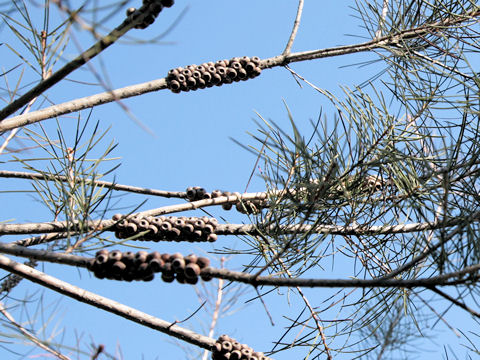 Callistemon pinifolius