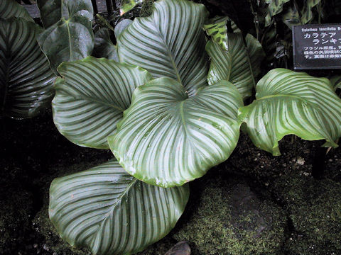 Calathea rotundifolia