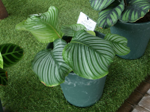 Calathea rotundifolia