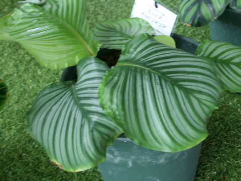 Calathea rotundifolia