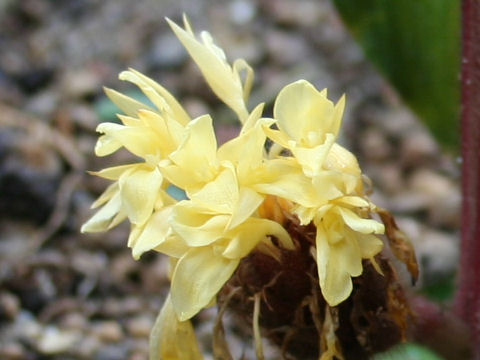 Calathea rufibarba