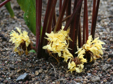 Calathea rufibarba