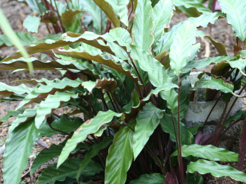 Calathea rufibarba