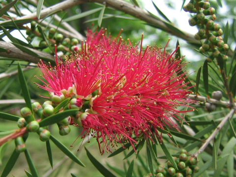 Callistemon subulatus