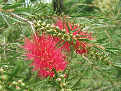 Callistemon subulatus