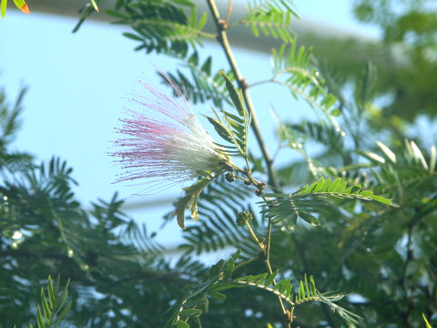 Calliandra surinamensis