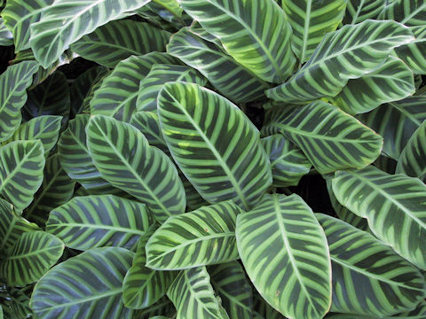 Calathea taeniosa