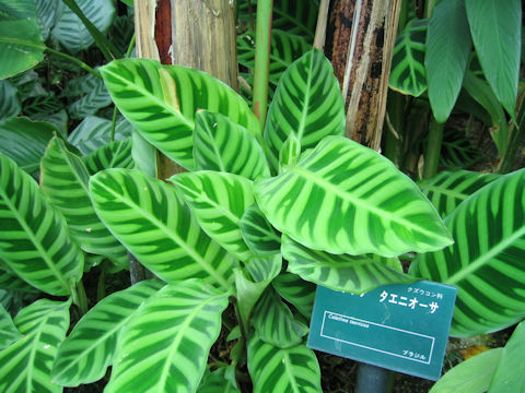 Calathea taeniosa