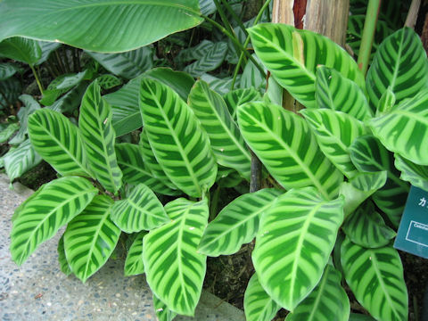 Calathea taeniosa