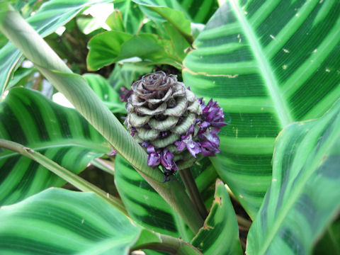 Calathea taeniosa