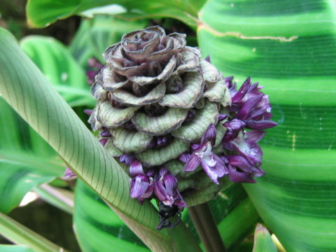 Calathea taeniosa