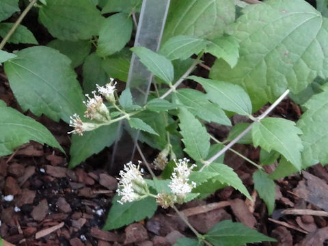 Calea ternifolia