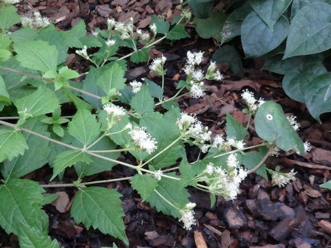 Calea ternifolia