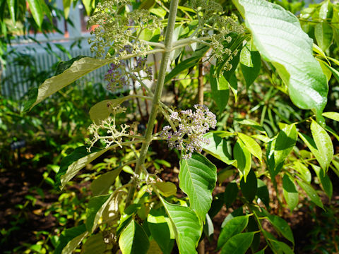 Callicarpa tomentosa