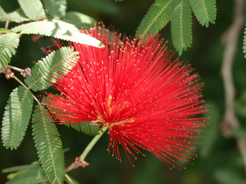 Calliandra tweedii