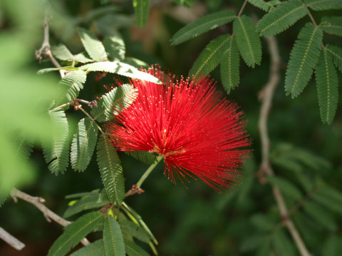 Calliandra tweedii