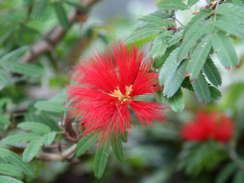 Calliandra tweedii