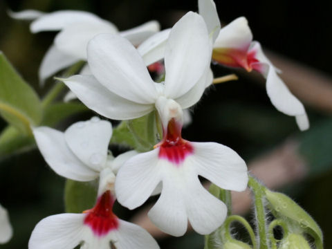 Calanthe vestita