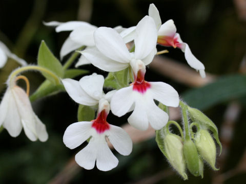 Calanthe vestita