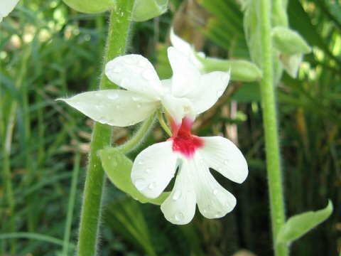 Calanthe vestita