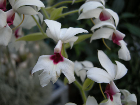 Calanthe vestita