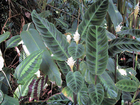 Calathea warscewiczii