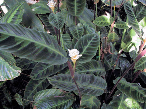 Calathea warscewiczi