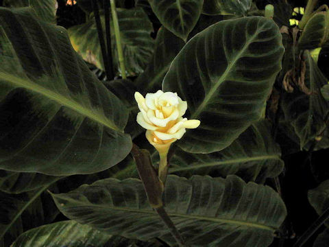 Calathea warscewiczi