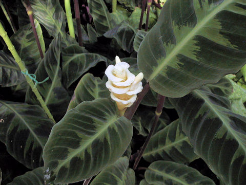 Calathea warscewiczi