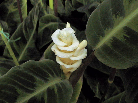 Calathea warscewiczi