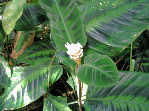 Calathea warscewiczi