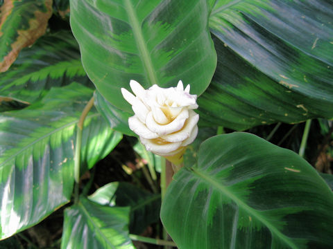 Calathea warscewiczi