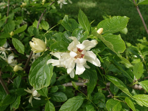 Calycanthus cv. White Dress